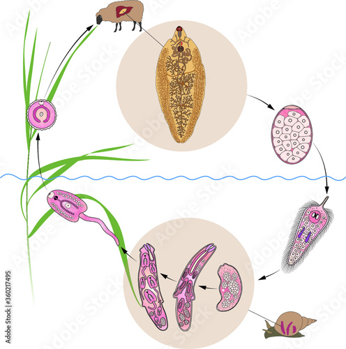 Common liver or sheep liver fluke (Fasciola hepatica) life cycle