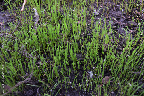 Wild grass growing cr2020 darrelljbanks