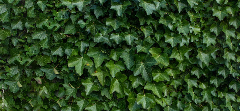 background with green plants with copy space background with green plants with copy space