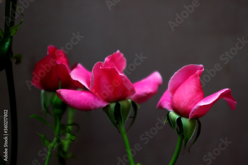 Three buds of roses on a dark background. Buds of pink flowers.
