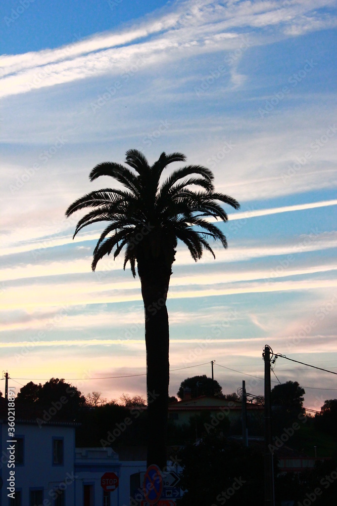 Obraz premium Sunset with palm and chemtrails