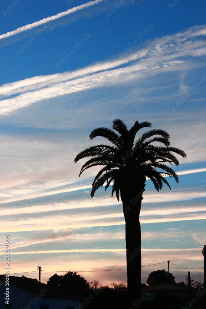 Sunset with palm and chemtrails