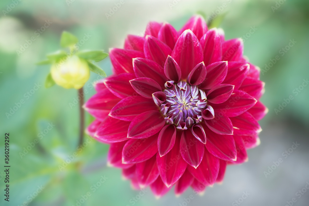 Red Dahlia flower macro on blurred background Red Dahlia flower macro on blurred background
