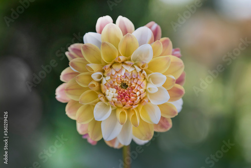 Multicolor yelow  white and red Dahlia flower macro on blurred background