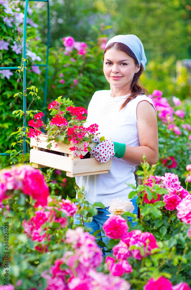 The girl the farmer holds a box with seedlings of flowers in his garden on the background of flowering rose bushes. Improving the harvest of flower bushes concept