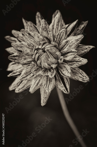 Striped Dahlia flower macro in black and white tehnique photo