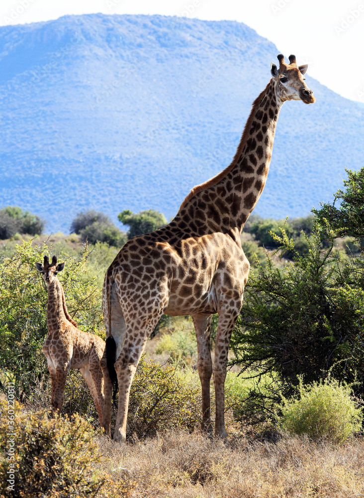 Giraffe mother and baby