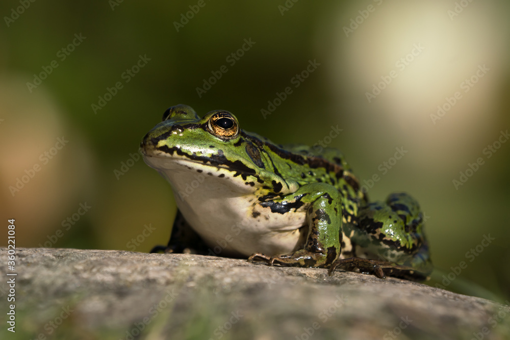 Green european frog sitting on a stone surface looking to the left with head lifted Green european frog sitting on a stone surface looking to the left with head lifted