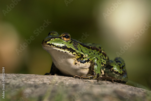 Green european frog sitting on a stone surface looking to the left with head lifted