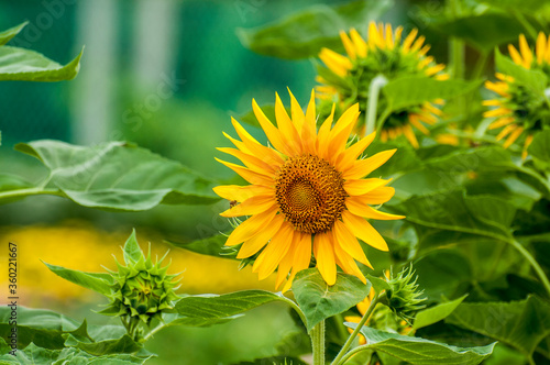 Hundreds of flowers bloom in the springtime of the Vietnamese photo