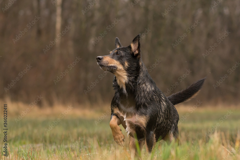 A dog stands in hunting position in a puddle on a meadow A dog stands in hunting position in a puddle on a meadow