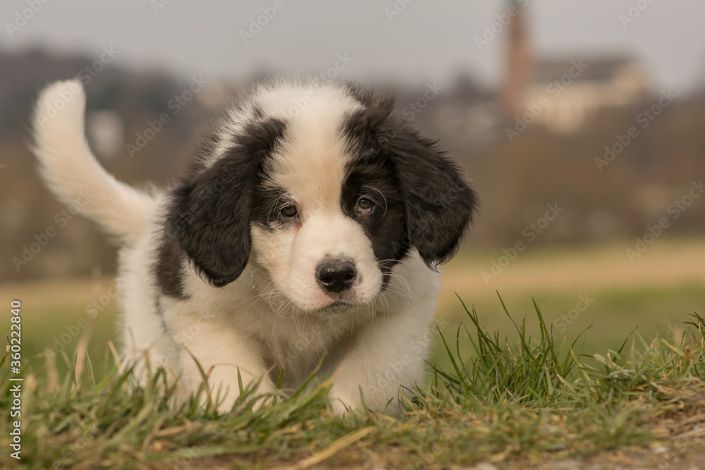 A Landseer St. Bernard puppy runs over a meadow A Landseer St. Bernard puppy runs over a meadow