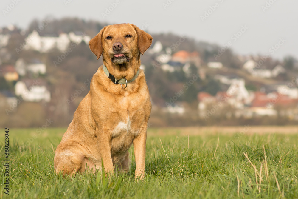 A Labrador retriever sits in a meadow