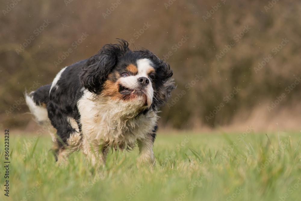 A Cavalier King Charles Spaniel shakes himself A Cavalier King Charles Spaniel shakes himself