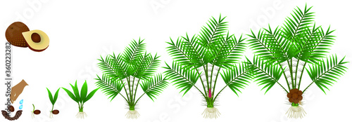 Cycle of growth of Salak or Snake Fruit (Salacca zalacca) plant on a white background.