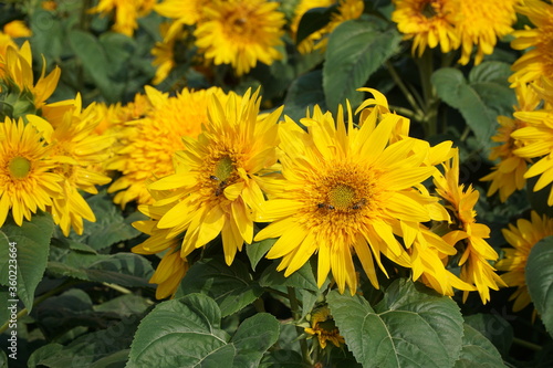 Yellow flowers in the garden