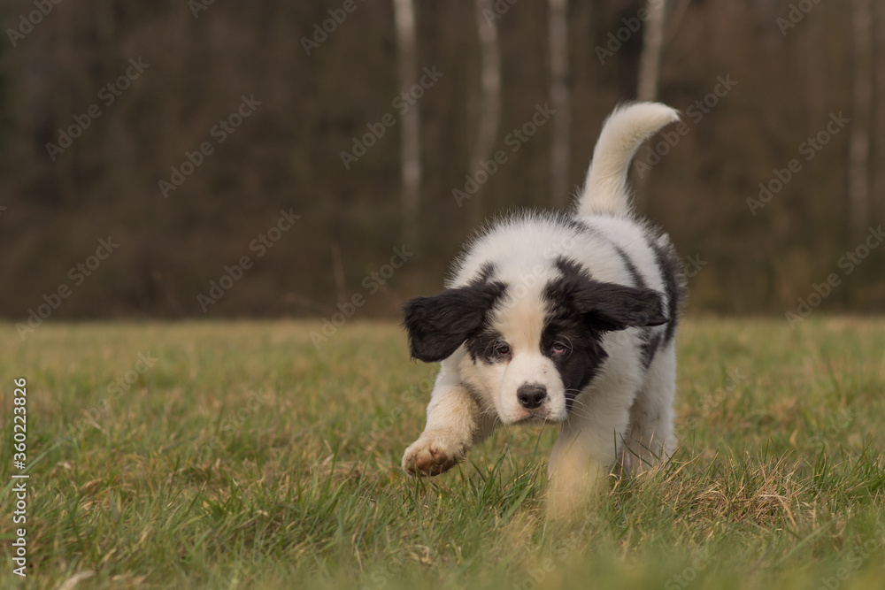 A Landseer St. Bernard puppy runs over a meadow A Landseer St. Bernard puppy runs over a meadow