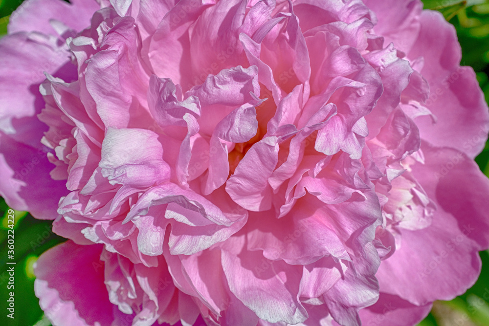 Close-up view of a pink peony 
