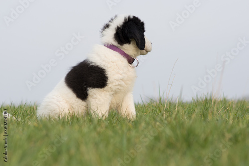 A Landseer St. Bernard puppy sits on a meadow