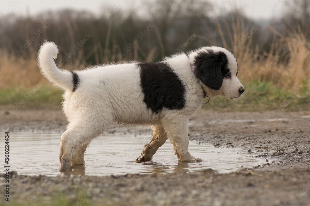 A Landseer St. Bernard puppy goes through a puddle A Landseer St. Bernard puppy goes through a puddle