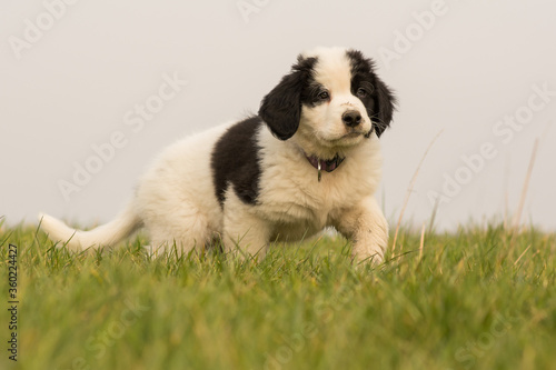 Fototapeta Naklejka Na Ścianę i Meble -  A Landseer St. Bernard puppy is playing on a meadow