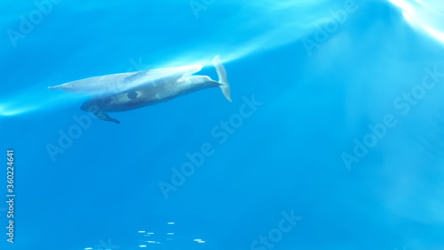 Fototapeta delfiny płyną przy jachcie