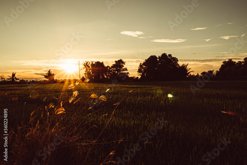 Soft focus Rice field and sky background at sunset time with sun rays.