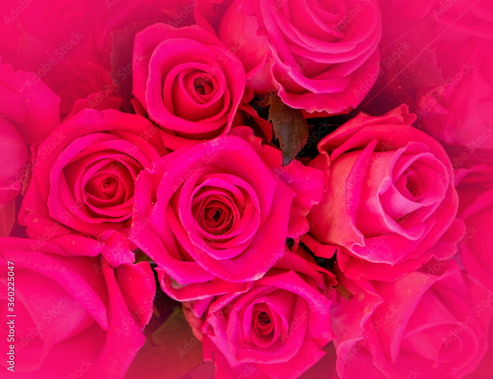 colorful purple rose flowers top view closeup, soft and airy romantic background, filtered image colorful purple rose flowers top view closeup, soft and airy romantic background, filtered image