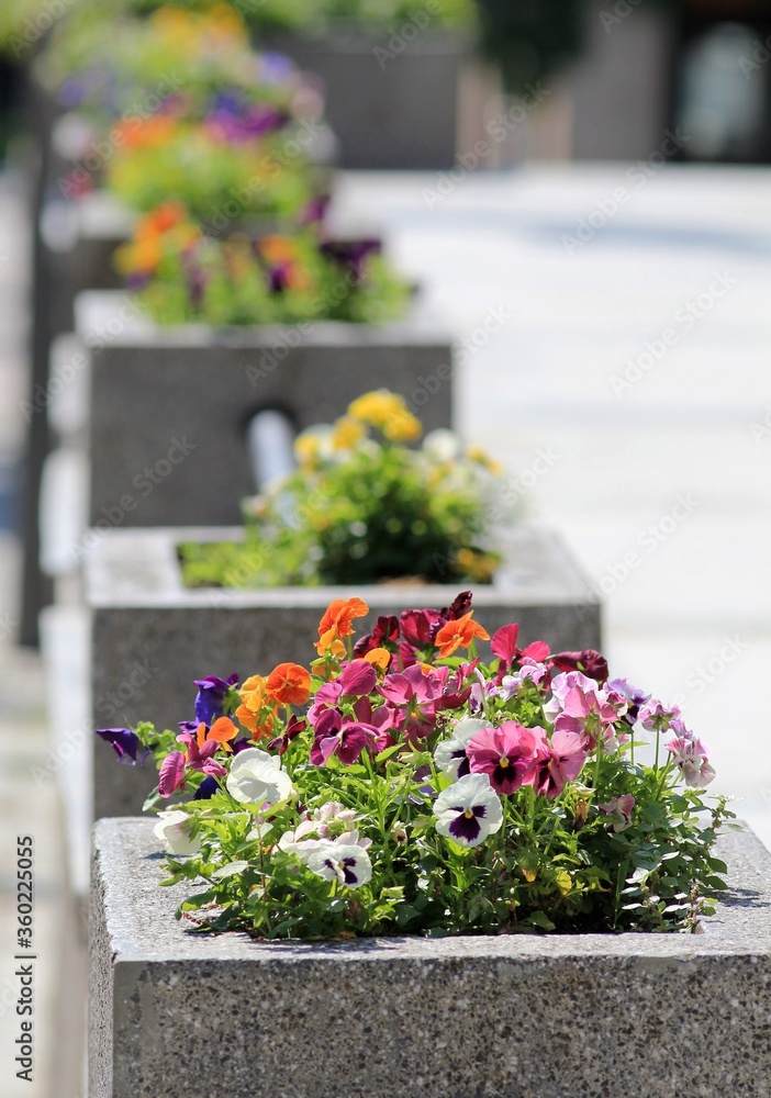 Flowerbeds with colorful pansies on the city street Flowerbeds with colorful pansies on the city street