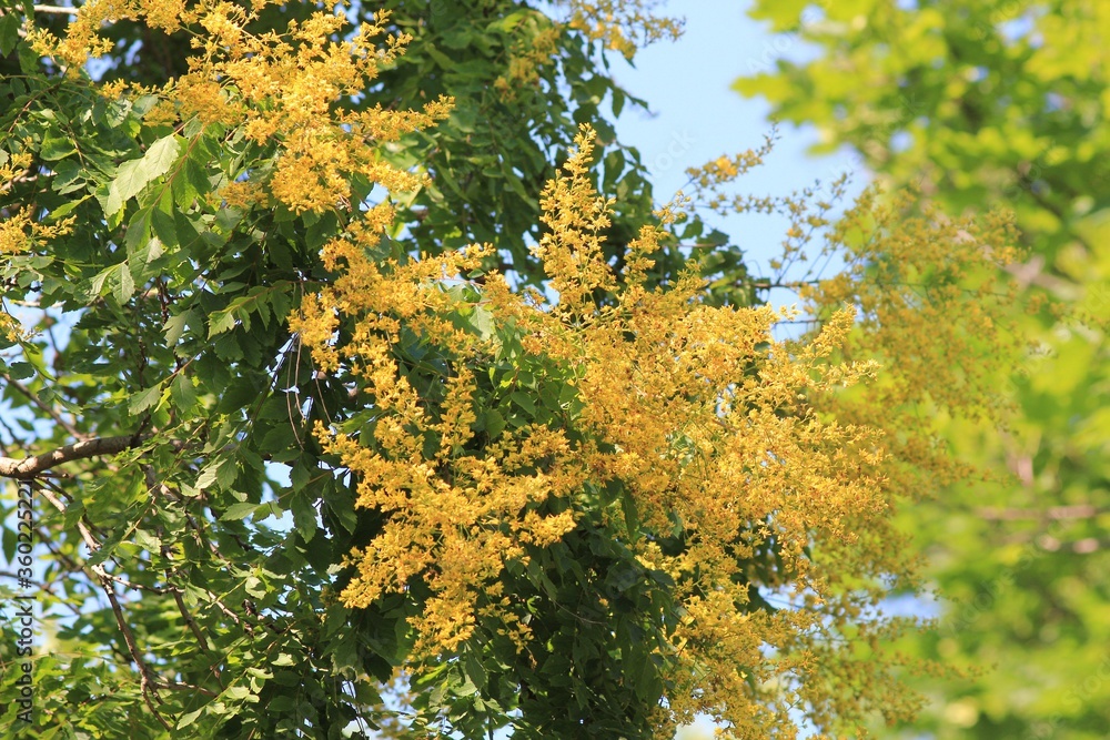 Branches of the Koelreuteria paniculata tree with leaves and yellow flowers Branches of the Koelreuteria paniculata tree with leaves and yellow flowers