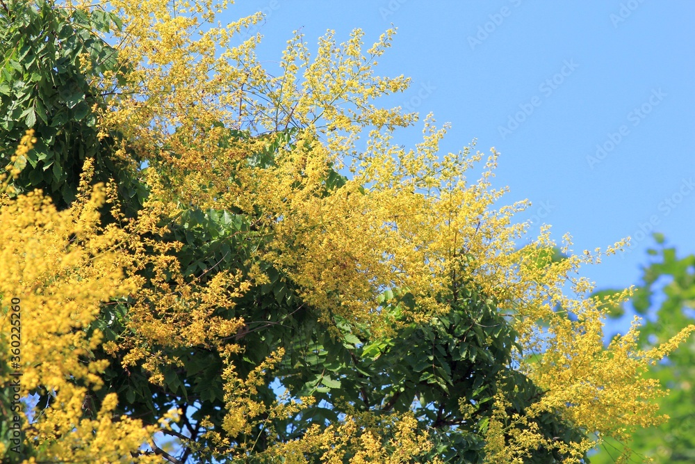 Branches of the Koelreuteria paniculata tree with leaves and yellow flowers Branches of the Koelreuteria paniculata tree with leaves and yellow flowers