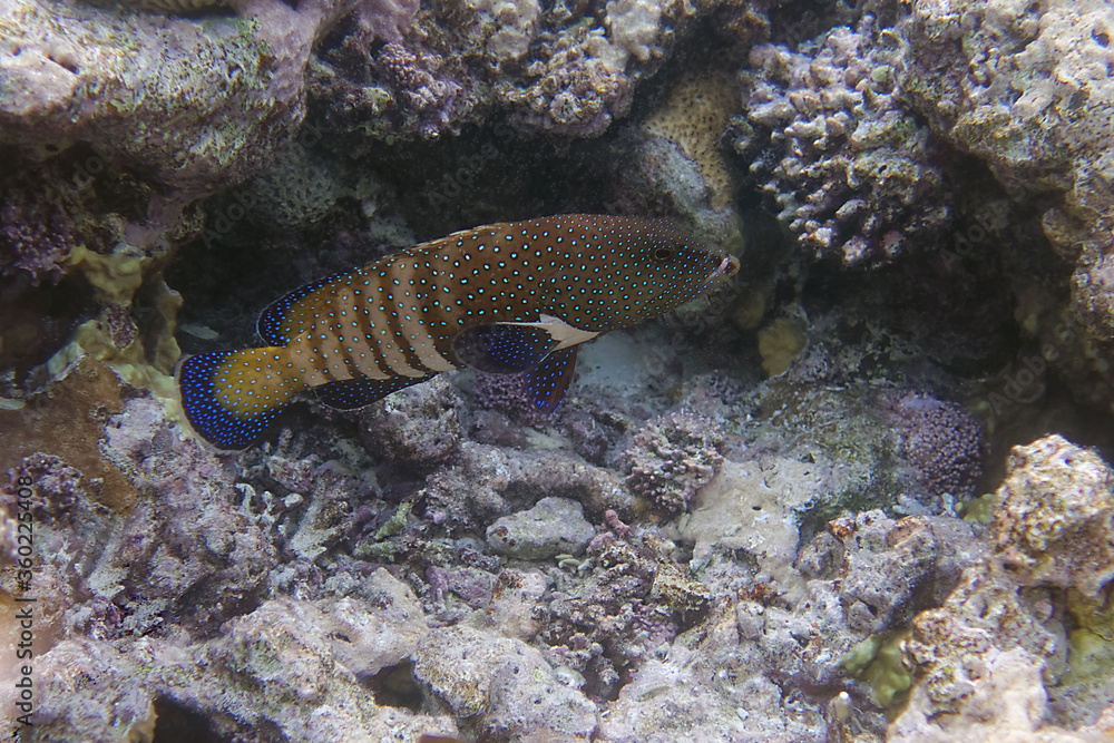 Peacock grouper (Cephalopholis argus) in Red Sea