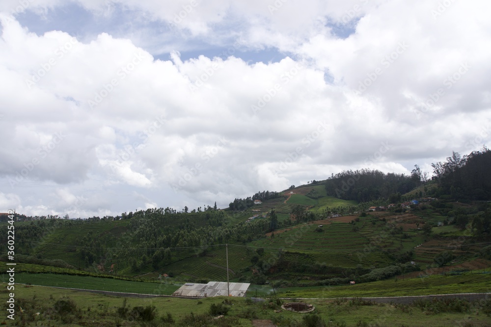 Nature with landscape and tea garden 