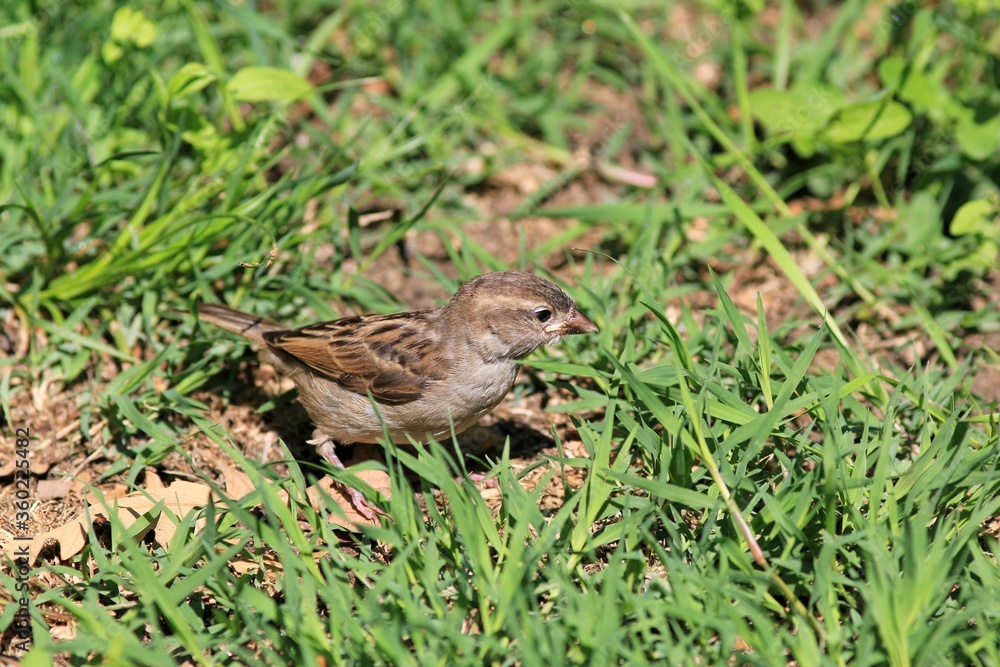 Young female Passer domesticus in a clearing with green grass Young female Passer domesticus in a clearing with green grass