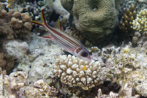 Armed squirrel-fish (Neoniphon sammara) in Red Sea photo