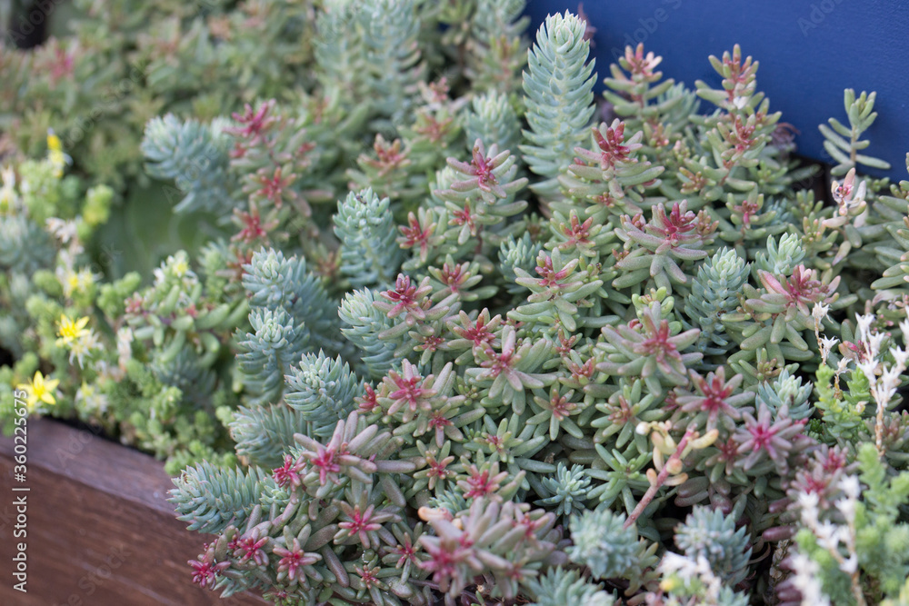 natural filled frame close up shot of a bunch of pastel blue green, red sedum reflexeum or rupestre (Jenny's stonecrop, blue stonecrop, stone orpine) succulent plants and flowers in a long wooden pot natural filled frame close up shot of a bunch of pastel blue green, red sedum reflexeum or rupestre (Jenny's stonecrop, blue stonecrop, stone orpine) succulent plants and flowers in a long wooden pot