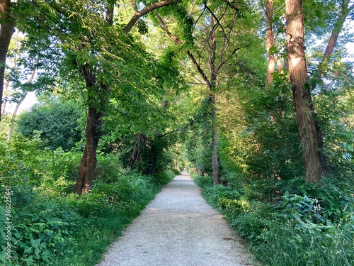 path in the forest