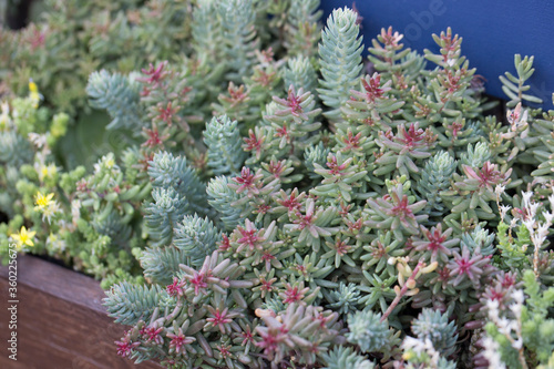 natural filled frame close up shot of a bunch of pastel blue green, red sedum reflexeum or rupestre (Jenny's stonecrop, blue stonecrop, stone orpine) succulent plants and flowers in a long wooden pot