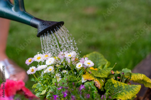 watering the flowers