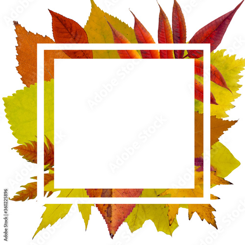Autumn leaves banner. Rectangle on the autumn leaves. 
