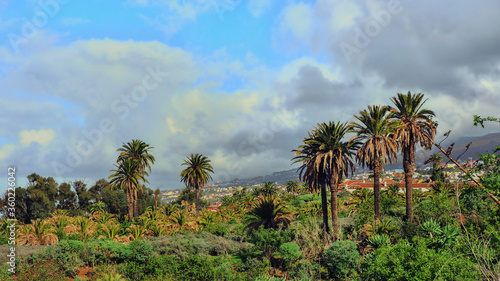palm grove with several tall date palms in a wild and pristine bush landscape on Tenerife in La Qinta Parque, behind it blue sky with cloud formations and colorful houses away