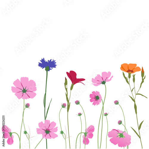Summer meadow plants, bouquet of cornflower, kosmeya, buttercup. Seamless line horizontal border. Cute colorful wildflowers in row on white background. Vector illustration in flat style.