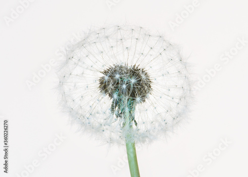 An open white fluffy dandelion flower on a white background.