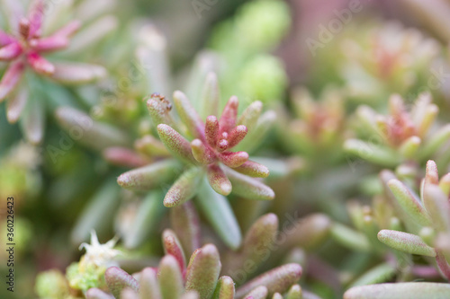 close up macro shot of a bunch of sedum reflexeum or rupestre (Jenny's stonecrop, blue stonecrop, stone orpine or prick-madam) succulent plants with pretty thin pink green leaves on bokeh background