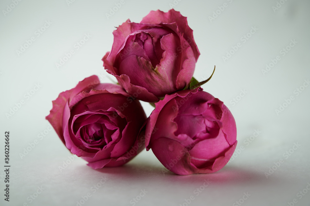 bouquet of pink roses bouquet of pink roses