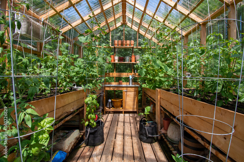 Interior of a wooden domestic greenhouse for growing vegetables