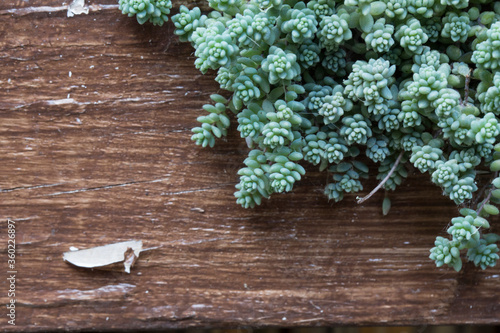 close up macro background wallpaper copy space shot of a spreading blue green sedum brevifolium succulent plant (also called jelly bean) with many branches on a ragged aged wooden background texture photo