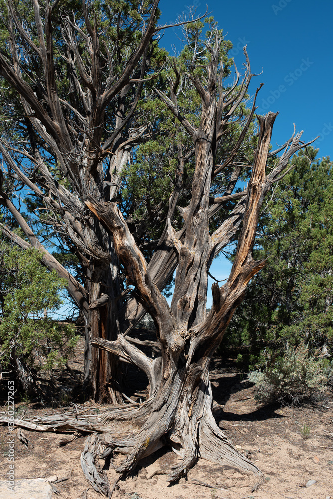 Juniper Tree on a Summer Day in Western Colorado Juniper Tree on a Summer Day in Western Colorado