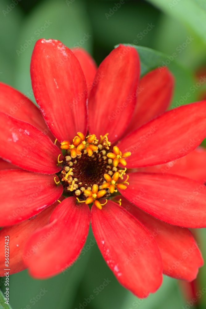 Macro details of Red Daisy flower in summer garden Macro details of Red Daisy flower in summer garden