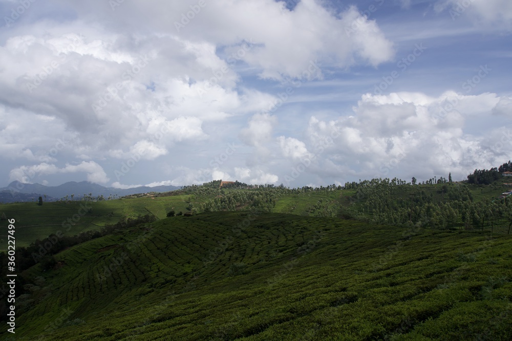 Nature with landscape and tea garden Nature with landscape and tea garden